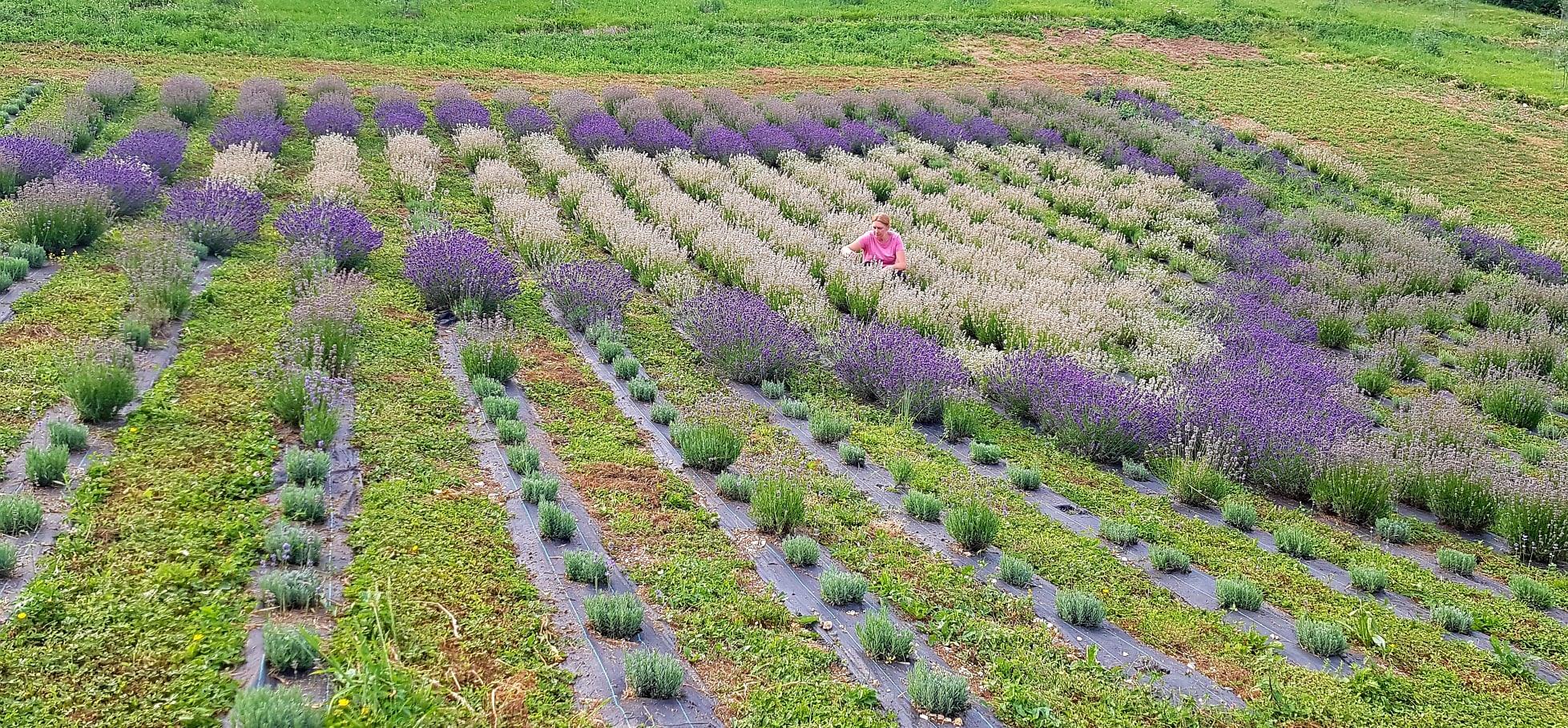 cuore di lavanda