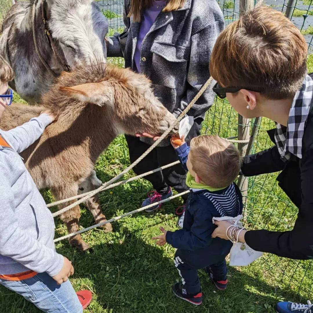 Un bambino dá da mangiare all'asinello Pino